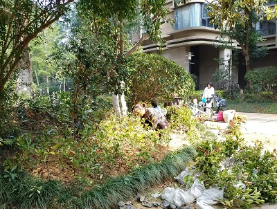 長沙市亮宇園林綠化工程有限公司,長沙園林養(yǎng)護(hù),長沙大樹移植,小型樹種及花草哪里的好